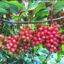 갈마농원 이미지