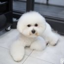 윤스강아지 이미지