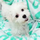 로제 화보 보고가세요~~^^ 이미지