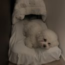 젠틀펫 | 【강아지 침대 추천】 재구매한 젠틀리머 펫베드 내돈내산 후기. S 소형 M 중형 사이즈 비교.