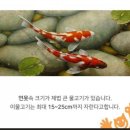 코이(Koi, 잉어)의 법칙 이미지