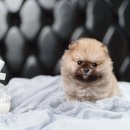 퍼피로운 이미지