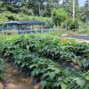 안성농장 이미지