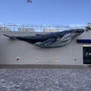 고래 | 원주 대형카페 고래호수 후기｜고래 포토존+호수뷰 맛집