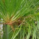 수생식물 파피루스(꽃말) 종이의 원조 바로 나야 이미지