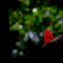 동백 죽전대로1 이미지