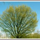 Alpus Photography 새希望 Perry Como - Toselli`s Serenade﻿ 이미지