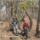 추산 | 진달래꽃이 만개한 광양 백계산~제비추리봉 산행