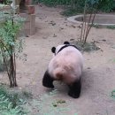 다팔아마켓