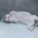 고양이샵 이미지