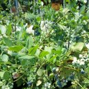 집에서 블루베리 키우기 이미지