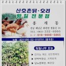 산호황칠나무농원 이미지