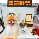 부산 해운대 애견용품점 댕근마캣 강아지용품 쇼핑 후기