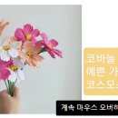 코스모스뜨개방