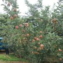 욱이네 농장 이미지