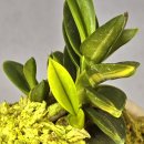 천재호 카카오 검색결과