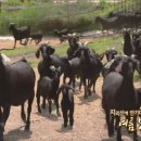 서당골흑염소 이미지