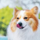 로얄동물암치료센터 | [강아지 건강관리 방법] 로얄동물암치료센터에서 배운 반려견 건강 체크 루틴과 위생관리 팁