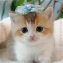 천안고양이 분양 퍼스트캣 본점 이미지