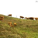 한우축산농장 이미지