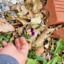 배가정원민박 이미지