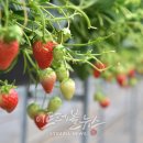 대평 이트레블뉴스