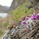 동강할미꽃으로 피어난 보랏빛 봄을 만나다 정선 동강 길 이미지