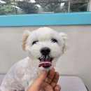 앙뚜네 미장원 이미지