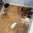 애니멀클럽 이미지