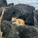 마라도써니힐 이미지