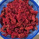 미자농장 이미지