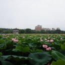 덕진-16 이미지
