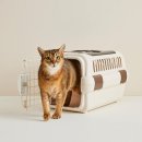 캠핑 고양이 | 병원·캠핑·드라이브까지 완벽! 🐾 릿첼 캠핑 켄넬 이동장 후기｜고양이·강아지 더블도어 이동장 추천