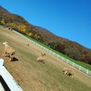 농도원목장 이미지