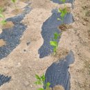 상리농장 이미지