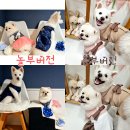 독스테일 | 강아지 옷 쇼핑하고 피팅할 수 있는 편집샵, 수원 광교중앙역 애견의류샵 독스테일 (DOGS TAIL)