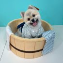 멍냥의민족 이미지