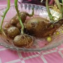 마리엔스 이미지