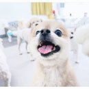 놀루오숑 | 대전애견놀이터 놀루오숑 추천해요!