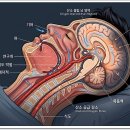 수면 무호흡증이 위험한 이유 이미지