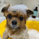 아토 강아지 미용실 이미지