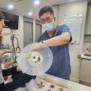 광주다온동물병원 | 광주 월곡동 동물병원에서 알려주는 강아지 피부병 종류