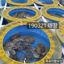 목포뻘낙지 이미지