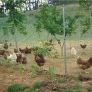 다솔농장 이미지