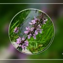 여름꽃 기행, 6월의 꽃 A, 박쥐나무꽃, 정금나무꽃... 이미지