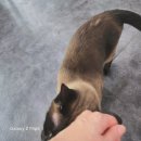 하이클래스 | 이사 후 스트레스로 지친 우리 고양이가 캣펀에서 받은 사랑 가득한 미용과 호텔 1박 후기