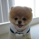 이쁜강아지 이미지