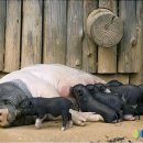 돼지한마리 이미지