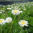 하얀민들레 이미지