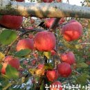 박봉환농장 이미지